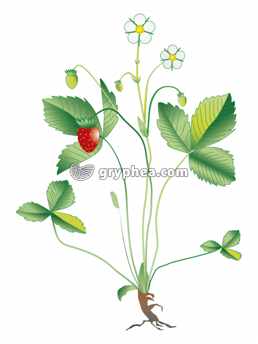 Fraisier sauvage (plante à fleur ou angiosperme) - infographie - gryphea.com